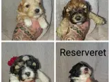Cavapoo