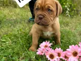 Cane Corso/Douge de Bordeaux  - 4