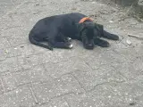 🐶 Fantastiske Cane Corso-Boxer blanding hvalpe  - 2