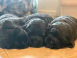 Søger du en rigtig bamse af en hund, så se her. - 4