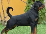 M.B´Rottweiler Hvalpe - 4