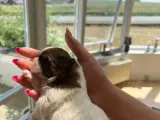 Rene shih tzu hvalpe til salg  - 2