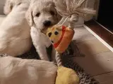 Labradoodle hvalpe  - 4