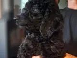 Goldendooldler  - 2