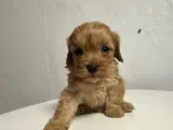 Cavapoo hvalpe  - 4