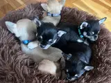 Korthåret Chihuahua DKK Basis+ Stambog