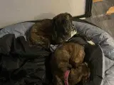 Cane Corso/ staffordshire Bull terrier