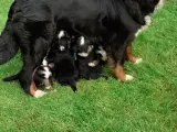 Berner Sennen hvalpe med stamtavle - 3