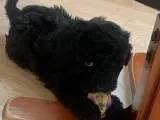 Havapoo hundehvalpe  - 2