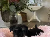 Søde & dejlige familie hunde