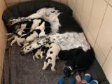 Springer Spaniel hvalpe salgsklare 5/6-23 - 2