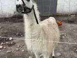 Lama par 