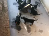Rottweiler hunde hvalp sælges  - 3