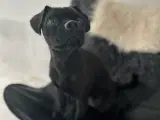 Mops-Fransk Bulldog og Dansk Svensk mix - 3