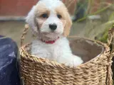 Cockapoo - 2