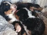 "Mini Berner Sennen" - 5