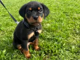 Rottweiler Hvalpe  - 4