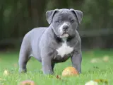 American Bully - 3