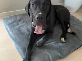Blandingshund af Grand Danois/Broholmer