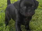 Hundehvalp, Petit Griffon - 4