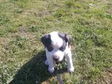 Dansk-svensk gårdhund tæve - 5