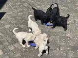 Labradoodle Hvalpe - 4