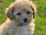 Maltipoo vi venter ❤️🐾 - 2