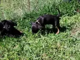 ds gårdhund chihuahua hvalpe - 4