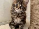 maine coon