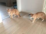 British shorthair / maincoon / huskatte