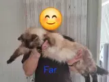 De Skønneste Ragdoll Killinger Søger Kærlige Hjem - 5