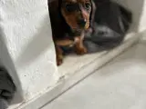 korthåret Dværg Gravhunde hvalp Brun - 3
