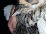 Kat