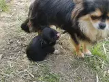 Pomchi og chihuahua  - 3