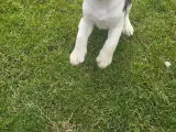 Beagle tricolor - 3
