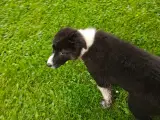 Vidunderlig Border collie hvalp - 4