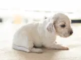 Cocker Spaniel hvalpe - 2
