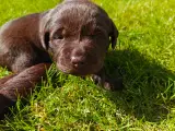 Brun labrador hvalpe sælges  - 2