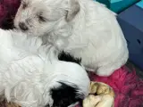 Bichon Havanais  - 2