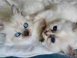 Ragdoll kattekilling