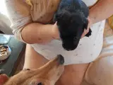 Hundehvalpe