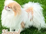 Japanese Chin hvalpe - 4