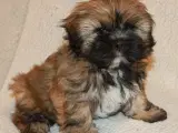 Lhasa Apso hvalp - 5
