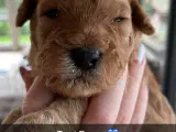 Shihpoo Hvalpe  - 3