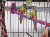 1.1 Gulsidet Conure sælges 