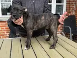 American Bully hvalpe - 3