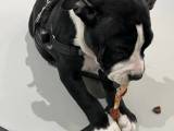 Hundehvalp/American bully - 4