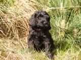 cockerdoodle, cockerpoo, doodle - 5
