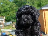 Super socialiserede goldendoodles  - 3