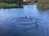 Engelske ft spriger hvalpe - 4